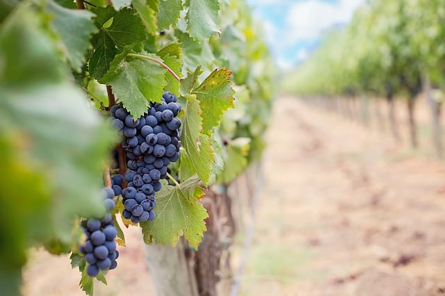 grapes-at-winery